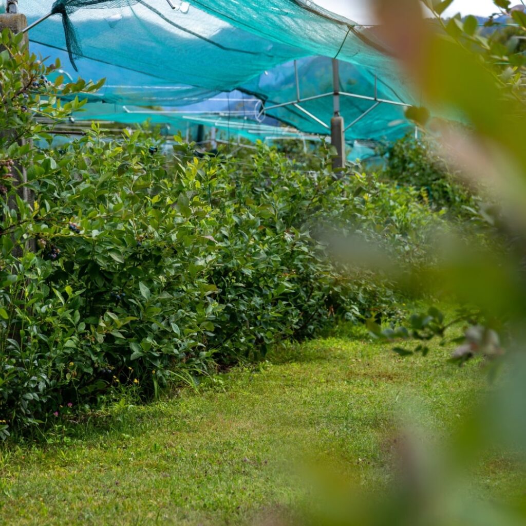 esperienza-esplorare-campi