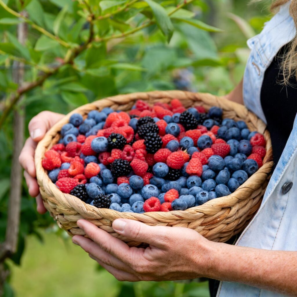 piccolo-frutto-di-chiara-qualita-premium